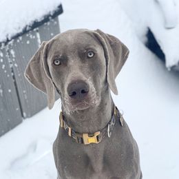 Whiskey - Weimaraner