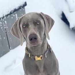Whiskey - Weimaraner