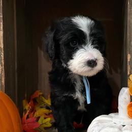 Clove - Black female Bernedoodle puppy in Gilbert, Arizona from The Berne Barn... it’s a Doodle thing!
