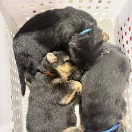 4th Pick Male - Black and red male German Shepherd puppy in Blackfoot, Idaho from Sand Hill Shepherds & Setters