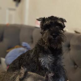 Charlotte - Miniature Schnauzer