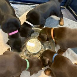 Doberman Pinscher puppies from Devoted Doberman