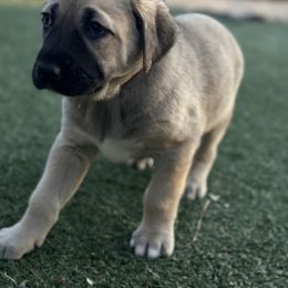 Anatolian Shepherd Dog Puppies from WanderDogs.Co