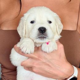 Bo-Peep - Light golden female Golden Retriever puppy in Las Vegas, Nevada from Robinson Retrievers