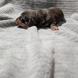 Happy - Chocolate and tan female Dachshund puppy in Spring Hope, North Carolina from Hogan’s Lowrider Hounds