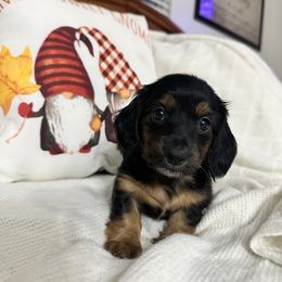 Griz - Black and tan male Dachshund puppy in Tulsa County, Oklahoma from Willow Creek Miniature Dachshunds