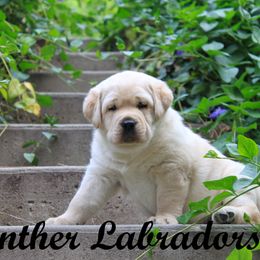 Labrador Retriever Puppies from Günther Labradors