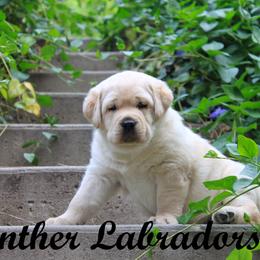 Labrador Retriever Puppies from Günther Labradors
