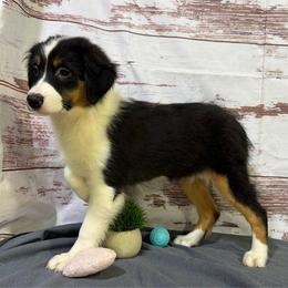 Dolly - Black tri female Miniature American Shepherd puppy in Clinton, Missouri from Mockingbirds American Minis