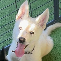 Jones - White male German Shepherd puppy in Yuba City, California from Barton’s German Shepherds