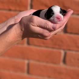 Girl 1 (reserved) cow - Black and white female Cavapoo puppy in Tucson, Arizona from Ever After Doodles Arizona