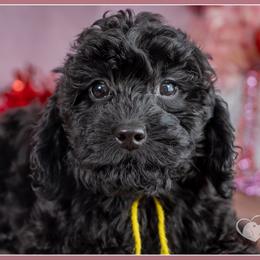 Gunney - Black female Cockapoo puppy in Connersville, Indiana from Deaz Doodle Ranch
