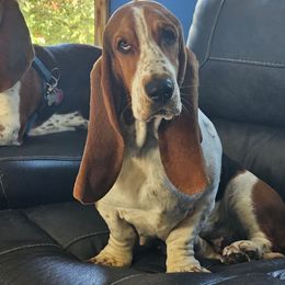 Wrinkles - Basset Hound