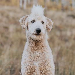 Ganz - Poodle