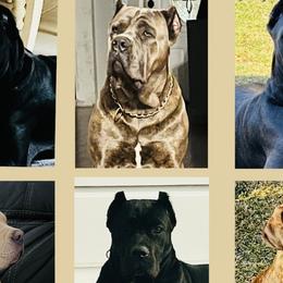 Cane Corso from Majestic Pride Cane Corso LLC