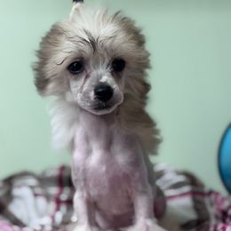 Harper - Red female Chinese Crested puppy in New Haven, West Virginia from EverCrest