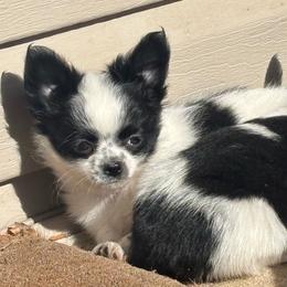 Black and White female - Black and white female Chihuahua puppy in Isanti, Minnesota from Happy Little Chihuahuas