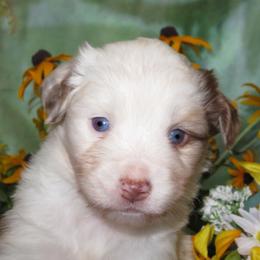 Miniature Australian Shepherd Puppies from Big Coon Little Aussies