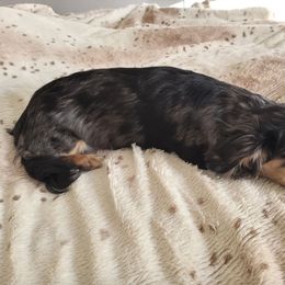 Dachshund Puppies from Em-Me's Royal 'n Loyal Dachshunds