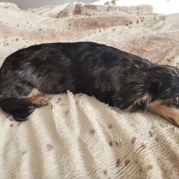 Dachshund Puppies from Em-Me's Royal 'n Loyal Dachshunds