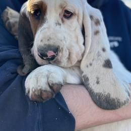 Basset Hound Puppies from Hill Top Basset Hounds & Great Pyrenees