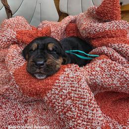 Chamberlain - Black brown and white male Basset Hound puppy in Big Rapids, Michigan from Basket Hound Bassets