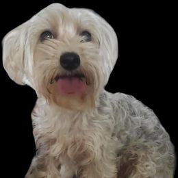 Princess - Yorkipoo