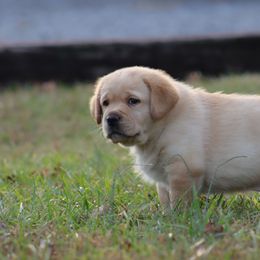 Labrador Retriever Puppies from Ashland Labradors