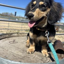 Dachshund All Grown Up from Low Rider Ridge Mini Doxies