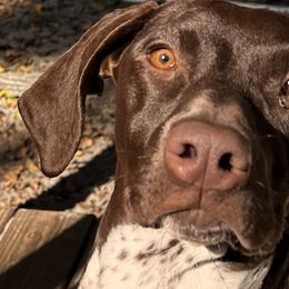German Shorthaired Pointers from Mindy Dillon