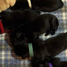 No Collar black - Black female Labrador Retriever puppy in Malabar, Florida from Mythic Labradors, LLC