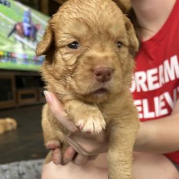 Louie - Red Nova Scotia Duck Tolling Retriever puppy in Urbana, Ohio from Chimay Kennels