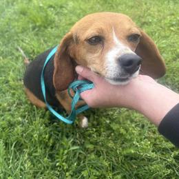 Bonnie - Beagle