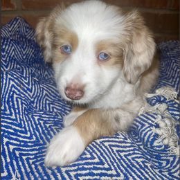 Miniature Australian Shepherd Puppies from Magnolia Aussies