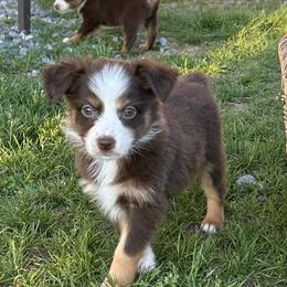Dorothy - Red tri female Miniature Australian Shepherd puppy in Osceola Mills, Pennsylvania from Grace River Aussies