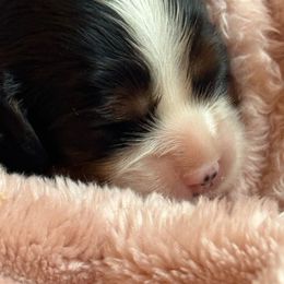 Boy 2 - Cavalier King Charles Spaniel puppy from Majestic Cavaliers of Melbourne FL