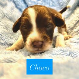 Choco - Brown and white male Portuguese Water Dog puppy in Allen, Texas from Pawsitively Portuguese