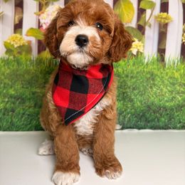 Lola - Red  female Goldendoodle puppy in Pocasset, Massachusetts from Mini Goldendoodles of Cape Cod