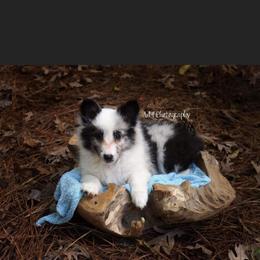 Australian Shepherd and Shetland Sheepdog Puppies from Serenity falls