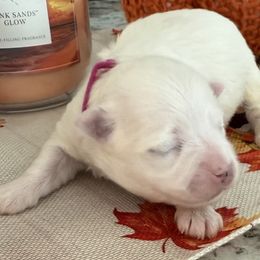 Pebbles - White female Maltese puppy in Colonial Beach, Virginia from BeachRidge Pups