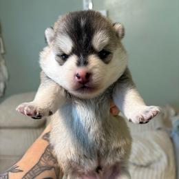 (Astro)naut - Tri-color male Pomsky puppy in Valparaiso, Indiana from Valparaiso Pomskys