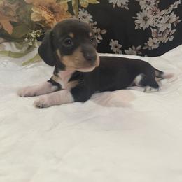 Black and Cream Boy - Black and cream male Dachshund puppy in California from Wild Weenies - Dachshund Ranch