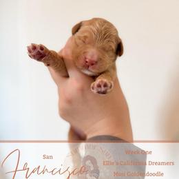Cisco - Apricot male Goldendoodle puppy in California City, California from Summer Sun Doodles