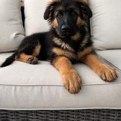 Hugo - Black and red male German Shepherd puppy in Herriman, Utah from VMS Shepherds