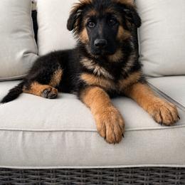 Hugo - Black and red male German Shepherd puppy in Herriman, Utah from VMS Shepherds