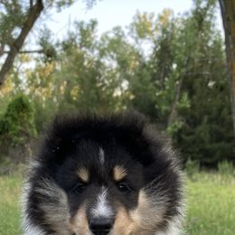 Shetland Sheepdog Puppies from Aral Shelties