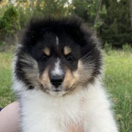 Shetland Sheepdog Puppies from Aral Shelties