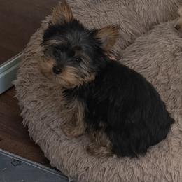 Theo neon green collar - Black and tan male Yorkshire Terrier puppy in Selden, New York from Alisha's Yorkshire Terriers