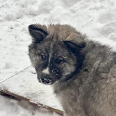 Native American Indian Dog Puppies from Turtle Island NAIDs