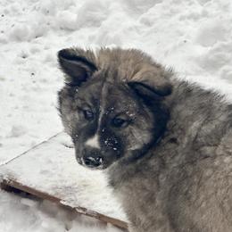 Native American Indian Dog Puppies from Turtle Island NAIDs